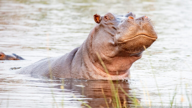 Hippopotamus lifting its head and broad muzzle upward while the rest of its body remains partly submerged.