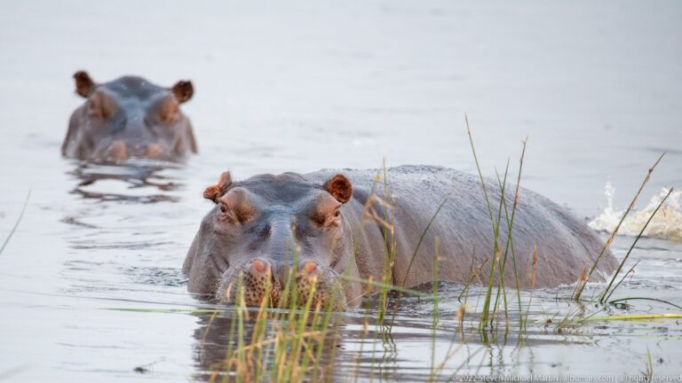 Two hippopotamuses partly submerged in shallow water among reeds, one in foreground and another behind.