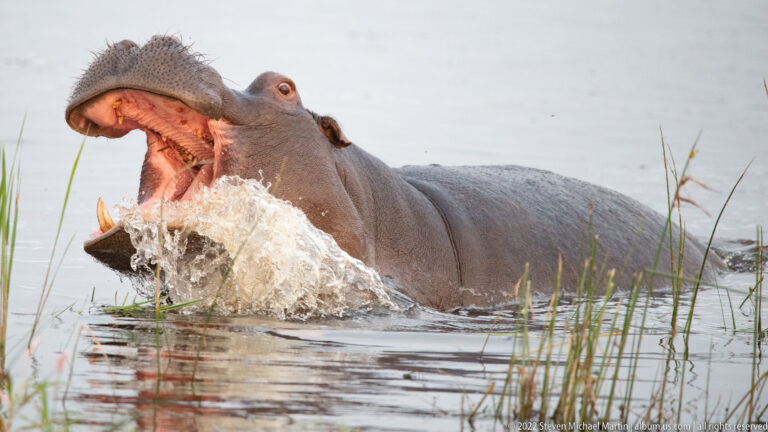 Hippopotamus opening its mouth while lifting through the water, with a large splash breaking against its lower jaw.