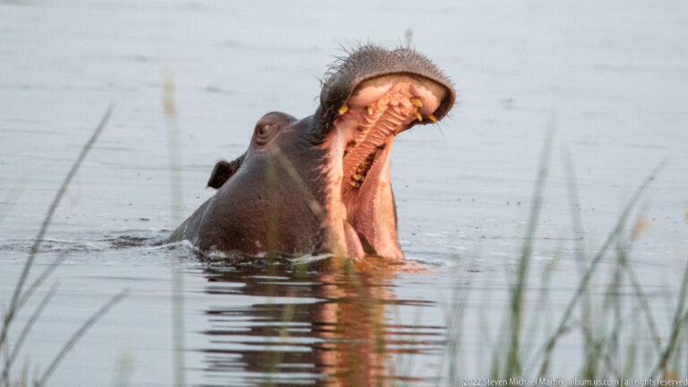 Hippopotamus partly submerged with jaws opened vertically, exposing long lower canines and deep pink mouth interior.