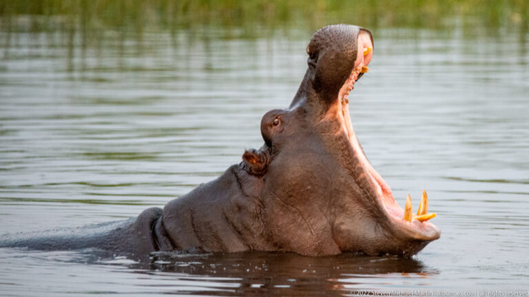 Hippopotamus in three-quarter profile with mouth opened high above the water, showing large lower canines and pink jaws.