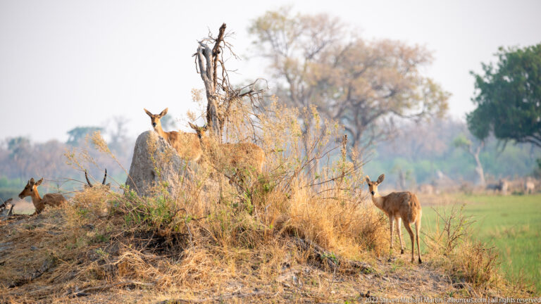 Female impala standing beside a dry termite mound on the edge of green grass, with a second antelope partly hidden behind it.