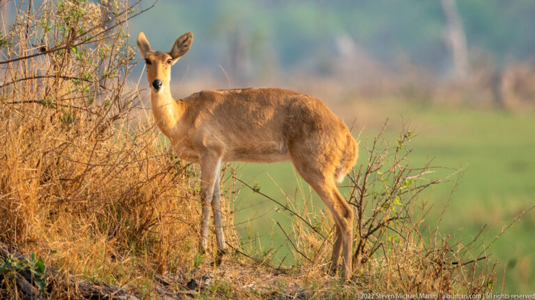 Female impala standing broadside beside dry shrubs, warmly lit against a softly blurred green floodplain.