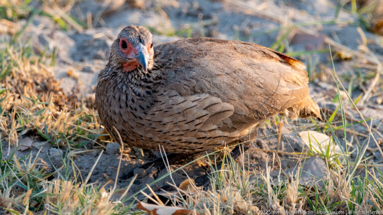 Red-billed spurfowl resting low on sandy ground among grass and leaves, showing finely patterned plumage and a red face and bill.
