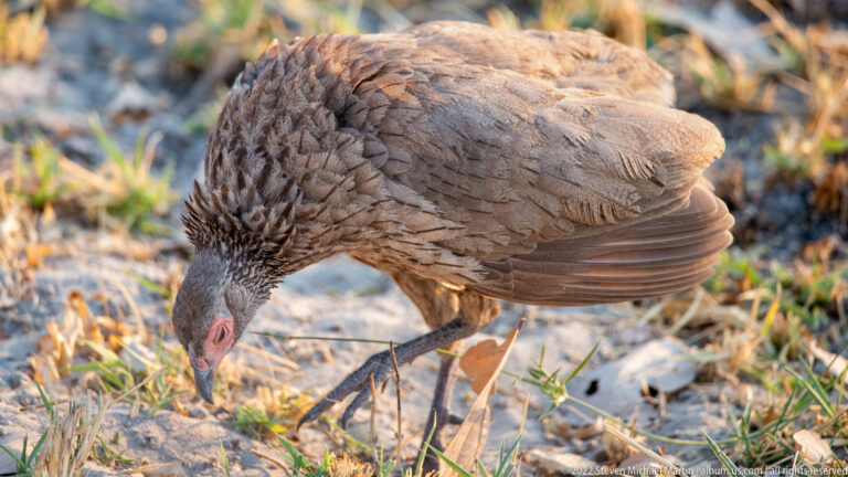 Red-billed spurfowl bending down to forage among dry leaves, with layered brown-gray wing feathers and red facial skin visible.