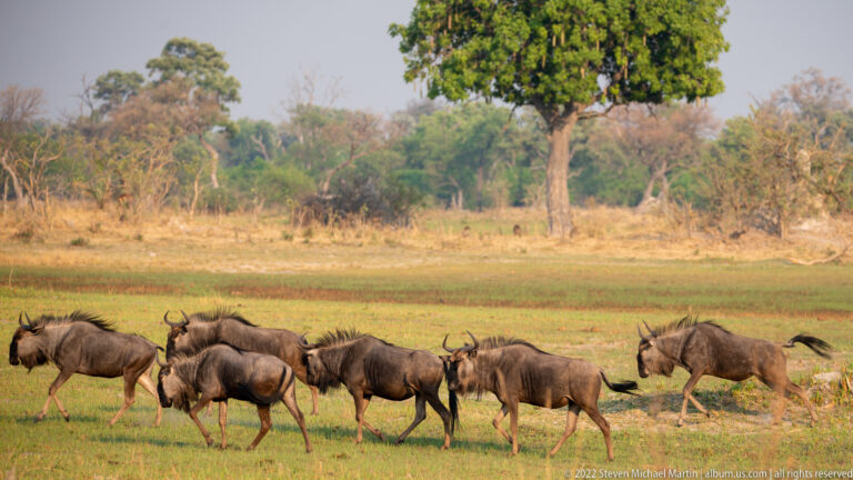 Blue wildebeest herd walking across an open grassy floodplain, with curved horns, dark manes, and heavy shoulders visible in profile.