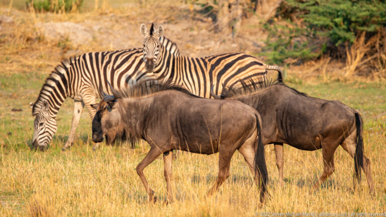 Two blue wildebeest standing in front of plains zebras on dry grass, combining dark antelope forms with bold black-and-white stripes.