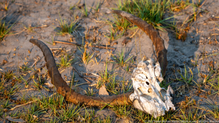Bleached bovid skull with two broad dark curving horns lying on sandy soil among sparse green grass.