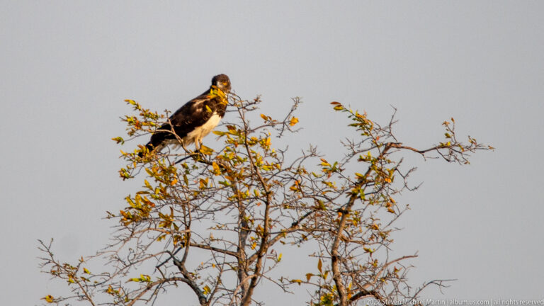 Large brown raptor perched near the top of a thorn tree, silhouetted against a pale open sky.