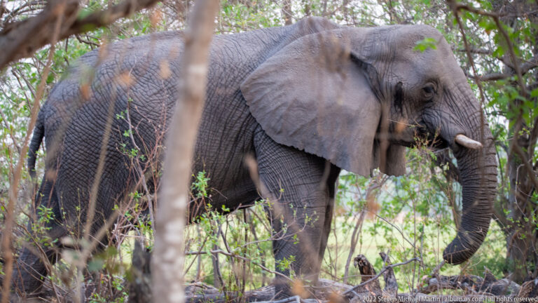 African bush elephant walking through leafy woodland, partly obscured by tree trunks, with trunk, tusks, and broad ears visible.