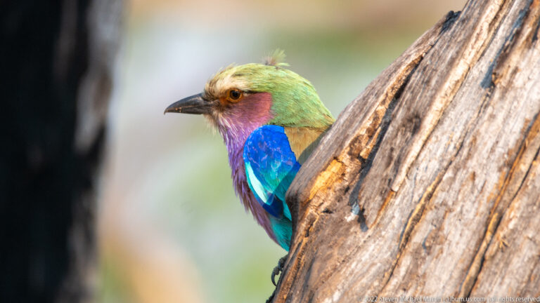 Lilac-breasted roller peeking from behind a weathered tree trunk, showing turquoise wings, lilac breast, green crown, and dark bill.