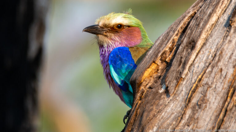 Close profile of a lilac-breasted roller beside a weathered trunk, with green crown, lilac throat, blue wing, and orange-brown eye.