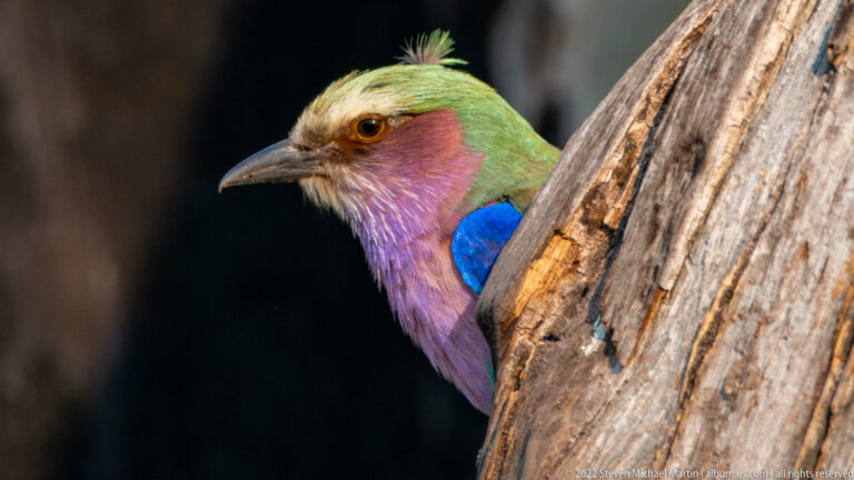 Lilac-breasted roller leaning around a weathered trunk against a dark background, its green crown, lilac breast, and blue wing brightly visible.