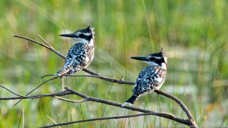 Two pied kingfishers perched on bare branches above green wetland reeds, both showing black-and-white plumage, crests, and long bills.