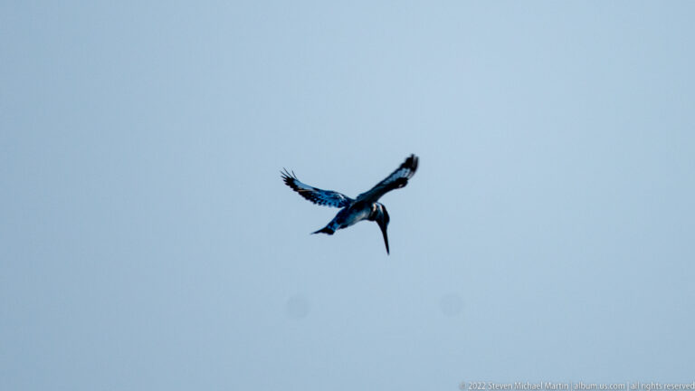 Pied kingfisher flying against a clear blue sky with patterned wings spread and its long pointed bill directed downward.