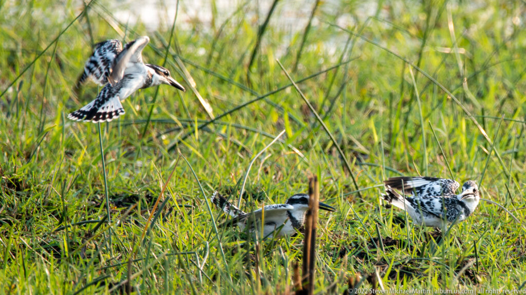 Three pied kingfishers in wetland grass, one descending with wings spread above two birds standing on the ground.