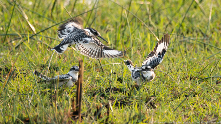 Three pied kingfishers interacting in tall wetland grass, with two birds spreading their black-and-white wings above a third nearby.