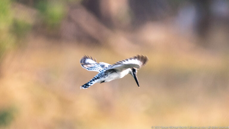 Pied kingfisher hovering with wings raised and long bill pointed downward against a softly blurred tan background.
