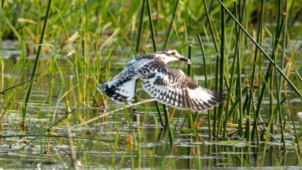 Pied kingfisher flying low between reed stems over shallow wetland water, with black-and-white wings extended and long bill forward.