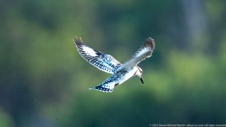 Pied kingfisher hovering against a dark green background, with wings raised, tail spread, and long bill angled toward the water below.