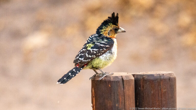 Crested barbet perched on a wooden post, showing a black crest, mottled black-and-white wings, yellow belly, and red facial markings.