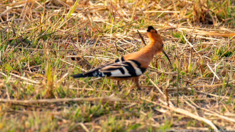 African hoopoe foraging on dry grass, showing orange-rufous plumage, folded crest, long curved bill, and black-and-white barred wings.
