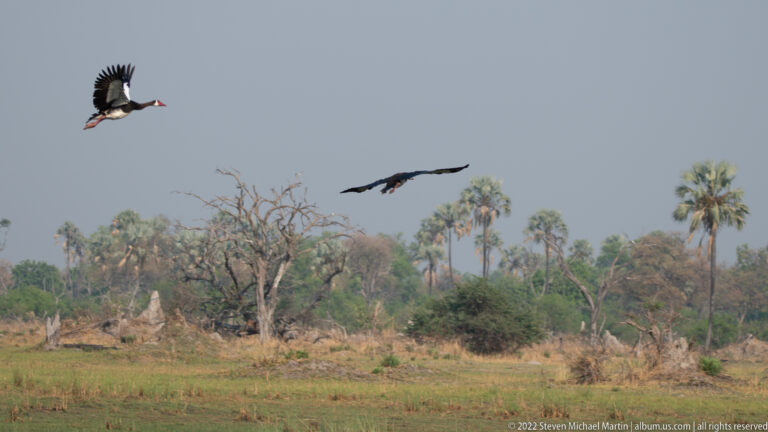 Two spur-winged geese flying over a green floodplain with scattered trees and palms in the distance.