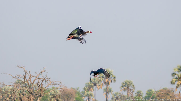 Two spur-winged geese descending with wings spread and red legs extended above floodplain woodland.