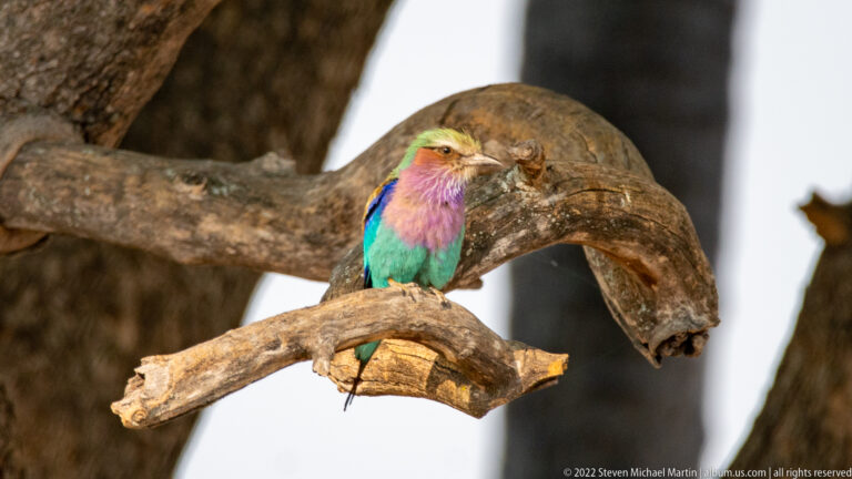 Lilac-breasted roller perched on a horizontal branch among thick weathered limbs, showing turquoise and lilac plumage.