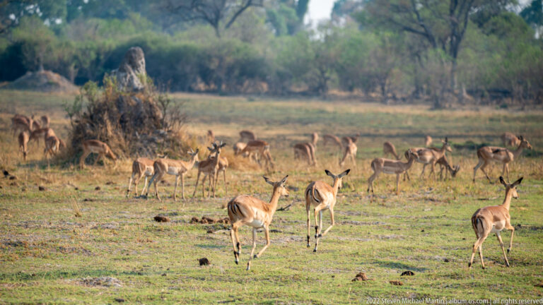 Large herd of impalas scattered across a green floodplain, with several animals approaching in the foreground.