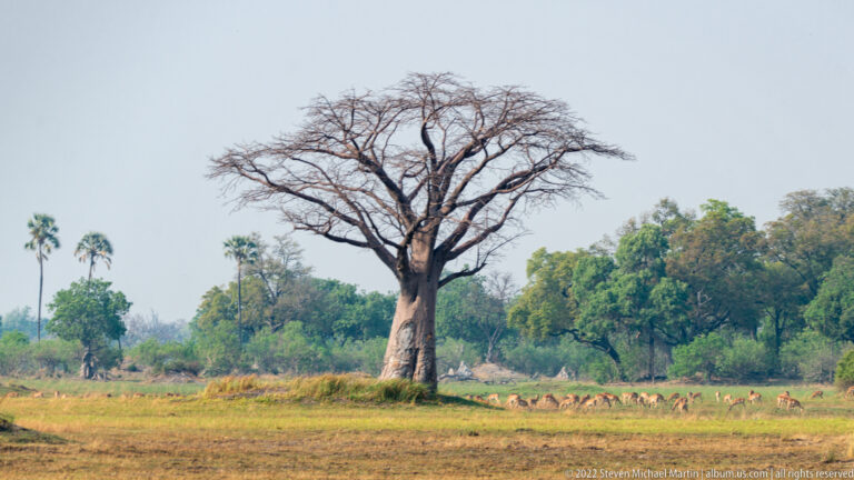Large leafless baobab rising above a floodplain where a line of impalas grazes near green woodland.