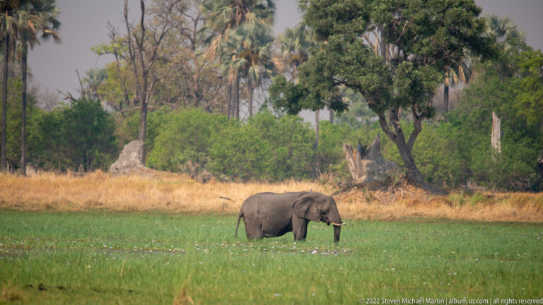 African bush elephant walking in profile through green floodplain grass with dry woodland behind.