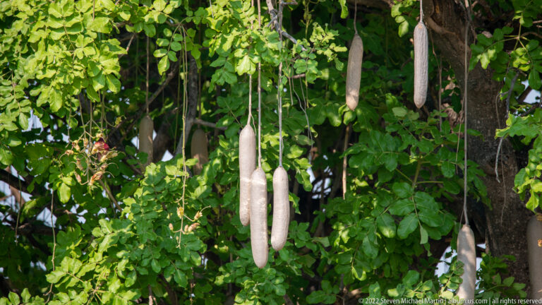 Several long sausage-shaped fruits hanging on thin stalks beneath dense green leaves of a sausage tree.
