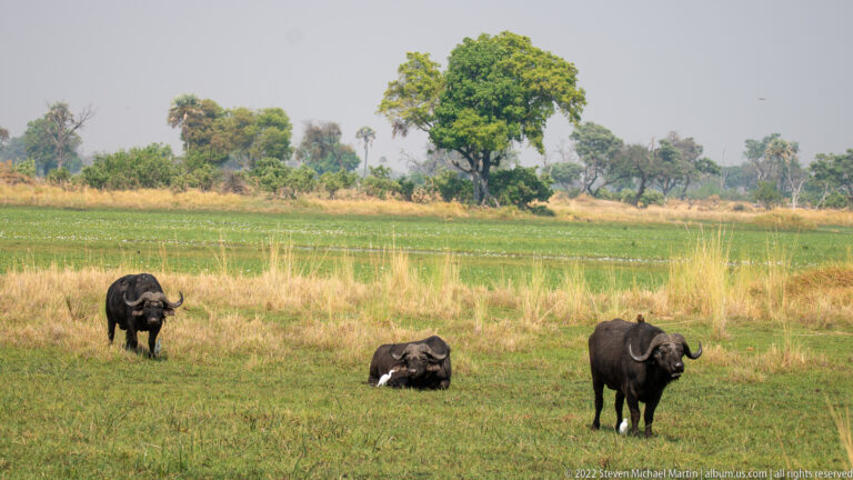 Three African buffalo on a green floodplain, two standing and one resting between them.