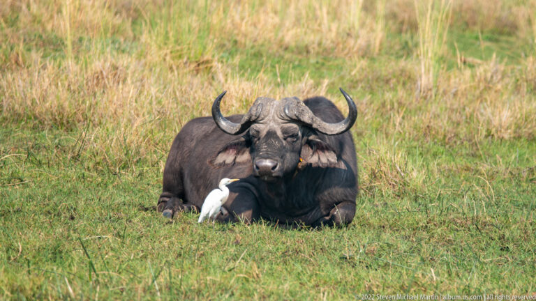 Resting African buffalo with a white cattle egret standing beside its chest on short green grass.