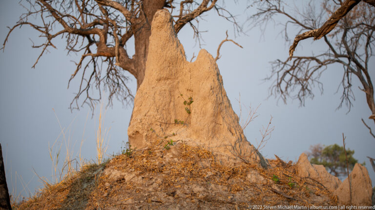 Tall ochre termite mound with irregular pinnacles rising from dry ground beneath the bare limbs of a large tree.