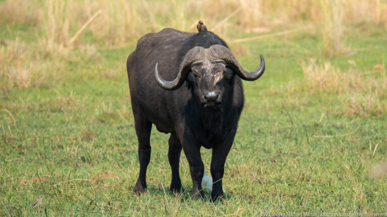 Front-facing African buffalo standing on grass with a small oxpecker perched on its back.