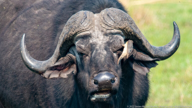 Close frontal portrait of an African buffalo showing massive fused horn bosses, curved horns, broad muzzle, and heavy ears.