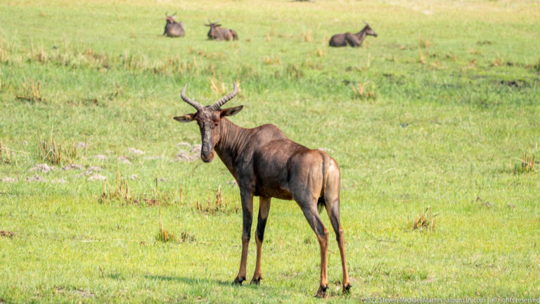 Common tsessebe standing on green floodplain grass with dark face, ridged curved horns, and several resting antelope behind.