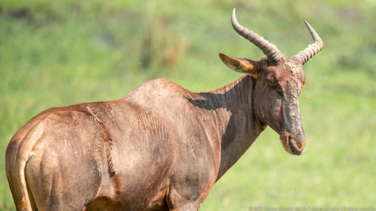 Close three-quarter view of a common tsessebe showing high shoulders, dark face, and ridged outward-curving horns.