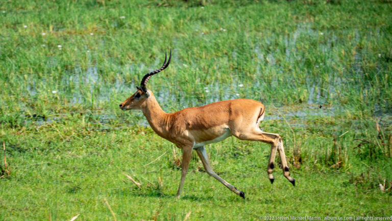 Male red lechwe running across wet green grass, with chestnut coat, pale belly, dark legs, and long ridged horns.