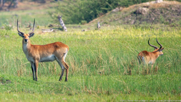 Two male red lechwe among tall wetland grass, one fully visible and the other partly hidden by reeds.