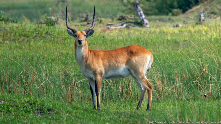 Male red lechwe standing alert in green wetland grass, showing chestnut coat, white underparts, dark legs, and long horns.