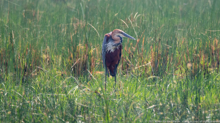 Hamerkop standing among tall wetland reeds, showing uniform brown plumage, long bill, and backward-pointing crest.