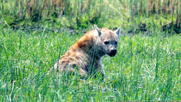Spotted hyena sitting in tall green grass, facing the camera with rounded ears, dark muzzle, and spotted tawny coat.