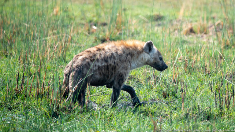 Spotted hyena walking through green wetland grass with head lowered and one forepaw raised.