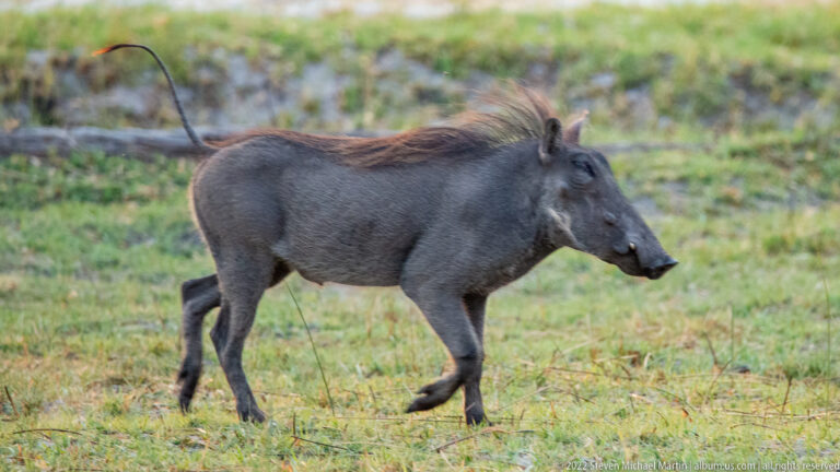 Common warthog walking in profile across short grass, with bristled mane, elongated snout, tusks, and thin tail visible.