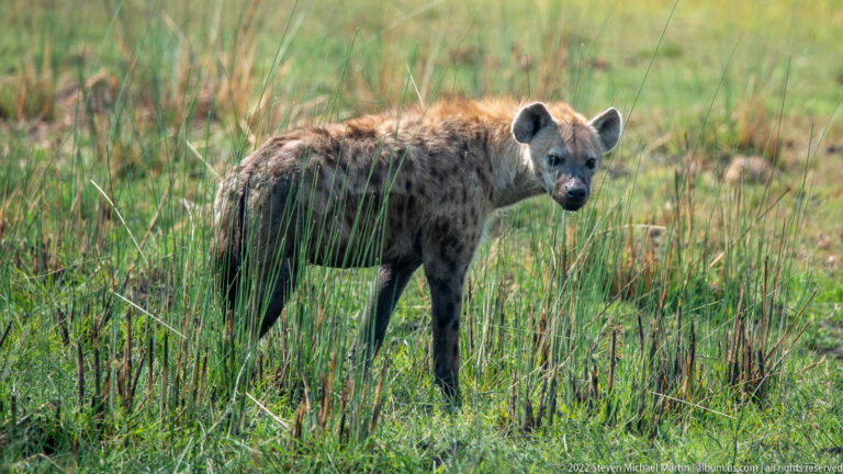 Spotted hyena standing alert among tall wetland reeds, turning its face toward the camera.