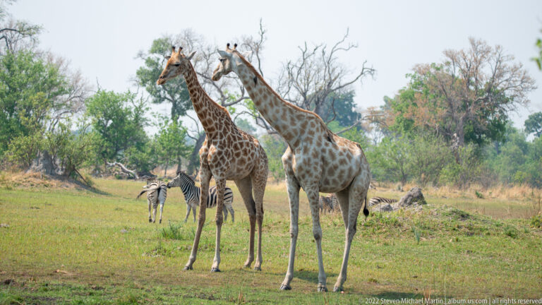 Two southern giraffes standing together on open grass with plains zebras visible behind them near woodland.