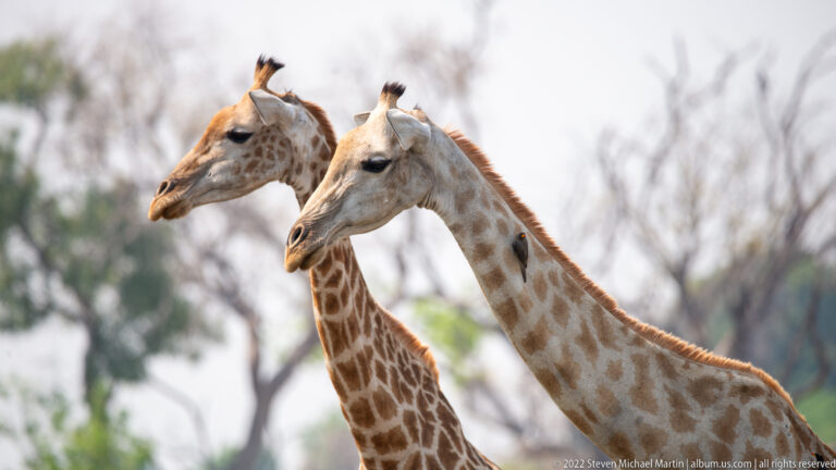 Close portrait of two southern giraffes with overlapping heads and necks against a softly blurred woodland background.